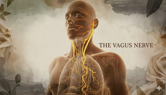 Vagus Nerve: Where Science Meets Spirituality